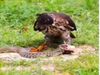 Eagle wanted To hunt Snake Then What Happened Watch Shocking Video