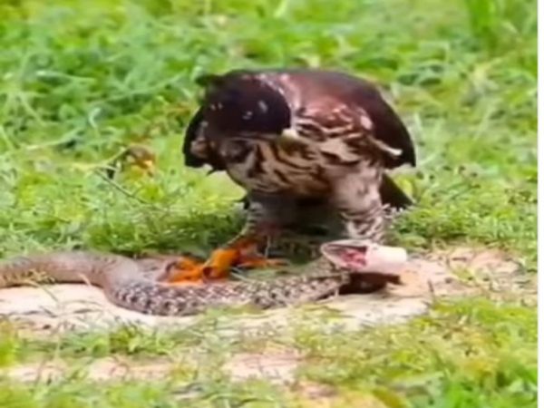 Eagle wanted To hunt Snake Then What Happened Watch Shocking Video