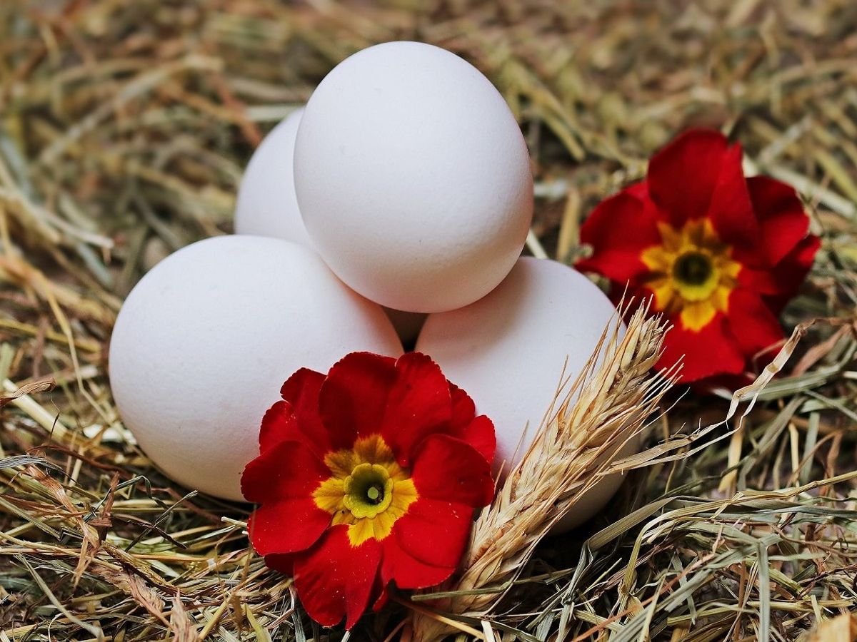 Hair care Egg Hair mask for hair growth and thickness बालों में लगाएं अंडे का मास्क, घने होने के साथ-साथ तेजी से बढ़ेंगे बाल Hair care Egg Hair mask for hair growth and thickness बालों में लगाएं अंडे का मास्क, घने होने के साथ-साथ तेजी से बढ़ेंगे बाल