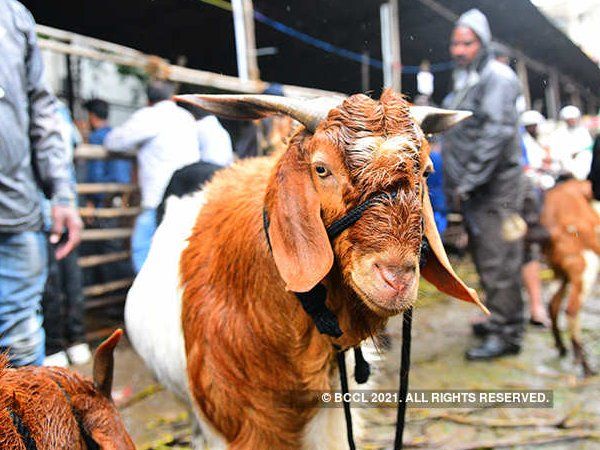 Delhi goat market| Goat price in Delhi, Goat price in Delhi on Bakrid,दिल्ली में बकरा, कुर्बानी के लिए लिए बकरे ,दिल्ली बकरा मार्केट, बकरीद ,बकरीद का पर्व , ईद उल अधा,Goat in Delhi, Goat for sacrifice, Delhi Goat Market, Bakrid, Festival of Bakrid