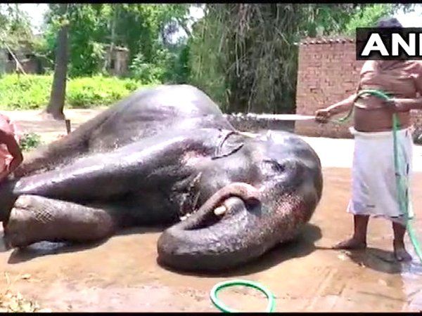 bihar elephant lover
