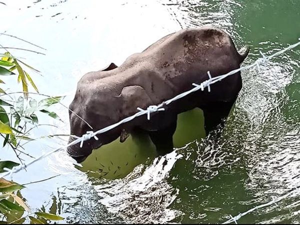 Kerala Elephant Death: 'गर्भवती हथिनी की हत्‍या के मामले में दोषियों के खिलाफ दायर हो आपराधिक केस'