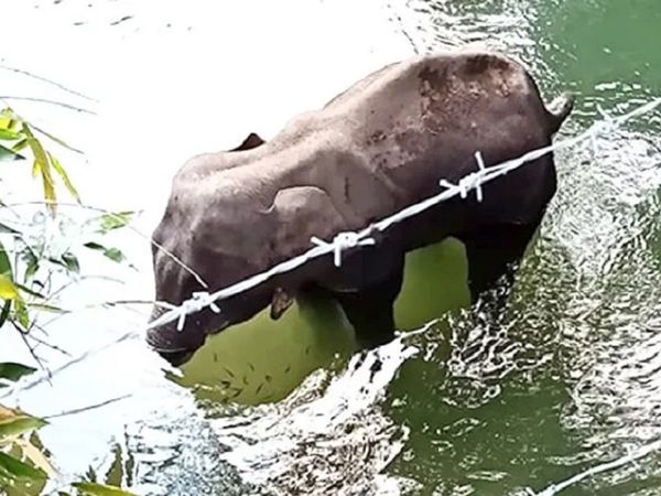 हथिनी की हत्या मामले में 3 गिरफ्तार, 2 अन्‍य की तलाश जारी