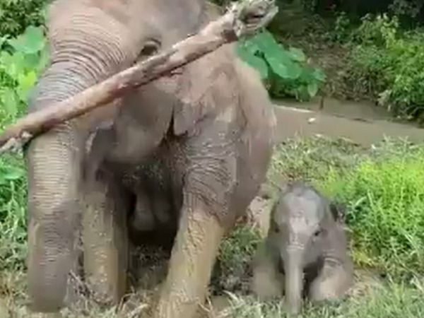 सोशल मीडिया पर वायरल हो रहा हाथी और बच्‍चे का वीडियो, यूजर्स बोले- दिन बन गया