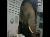 Angry Elephant , Thailand, Trending Viral, Hungry elephant, elephant vandalized by entering the kitchen