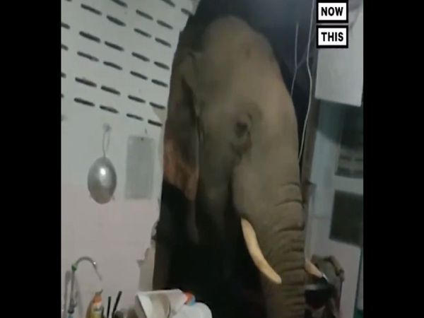 Angry Elephant , Thailand, Trending Viral, Hungry elephant, elephant vandalized by entering the kitchen