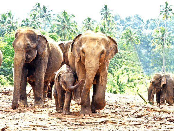 World Elephant Day 2021