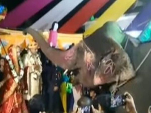 Special elephant gave blessings to newly married couple in wedding Video Viral