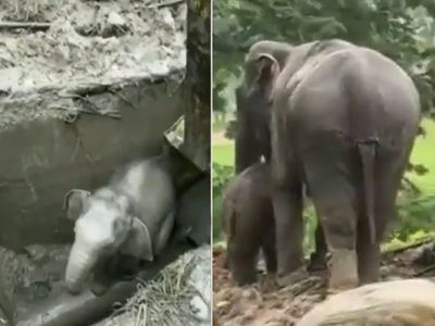 elephant elephant