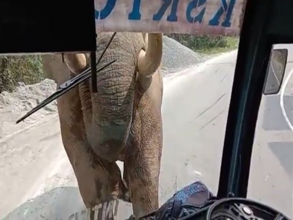 Shocking Video Elephant Attack on Bus Then What Happened Watch Viral Video