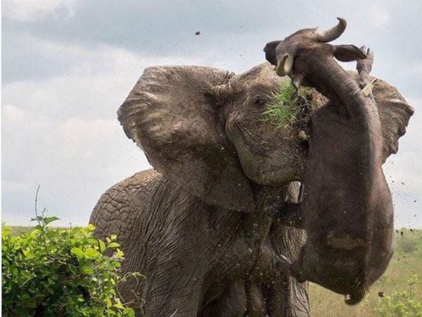 viral photo hathi aur bhains ki ladai photo goes viral on social media