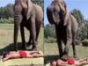 elephant giving massage to human friend