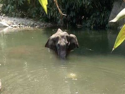 elephant died in kerala elephant died in kerala