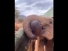 Viral Video Elephant gives his keeper a hug and a kiss heart touching video goes viral