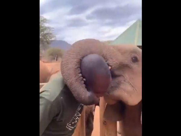 Viral Video Elephant gives his keeper a hug and a kiss heart touching video goes viral