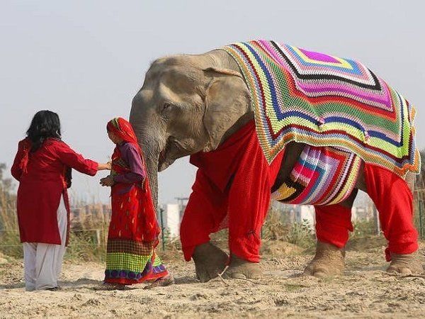 elephant protected from winter