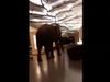 elephant roaming viral video
