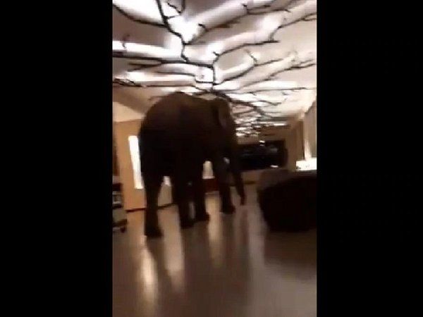 elephant roaming viral video
