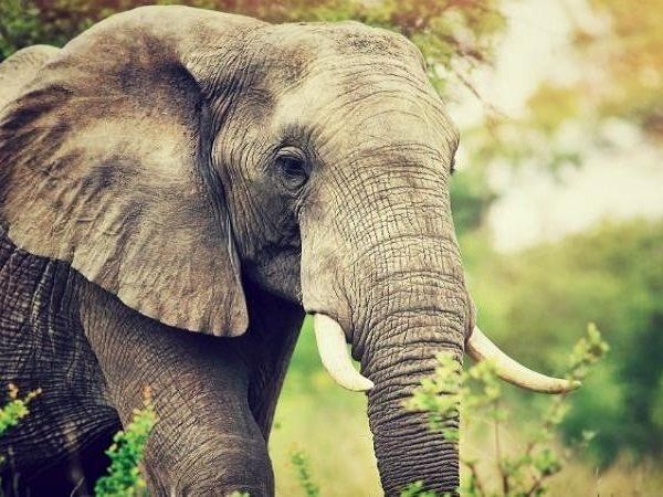 Elephant morning walk viral video