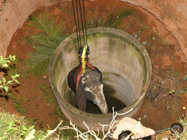 Elephant rescued after 16-hour operation in Tamil Nadu's Dharmapuri