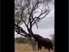 Elephant fell a huge tree in seconds with trunk video goes viral