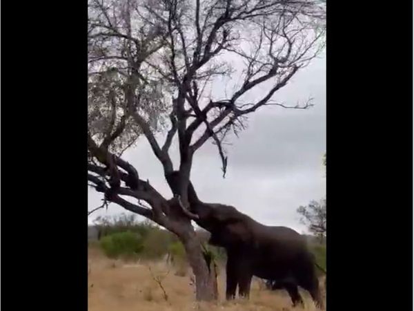 Elephant fell a huge tree in seconds with trunk video goes viral