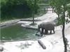 Elephant Video Baby falls into water hole then what happened watch viral video in hindi