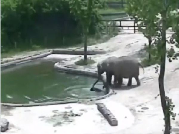 Elephant Video Baby falls into water hole then what happened watch viral video in hindi