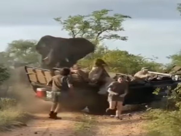 Elephant Attack On Tourists Watch Viral Video