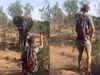 elephant viral video