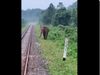 Elephant viral video Giant elephant coming in front of train watch video
