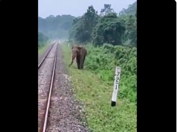 Elephant viral video Giant elephant coming in front of train watch video