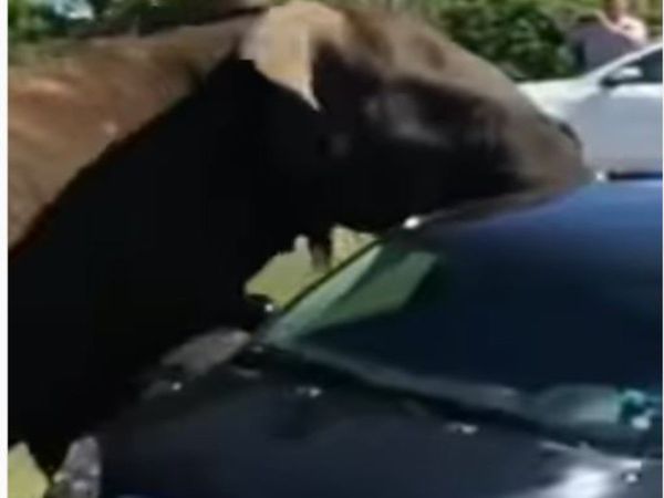 Elephant Viral Video Elephant Attack on car Viral Video in Hindi