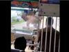 Giant Elephant Attack on Bus Viral Video in Hindi