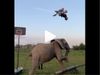 Man Play Basketball with elephant Then What Happened Watch Viral Video in Hindi