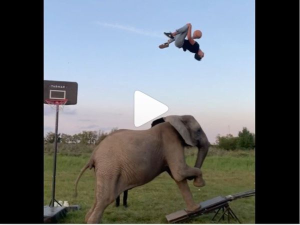 Man Play Basketball with elephant Then What Happened Watch Viral Video in Hindi
