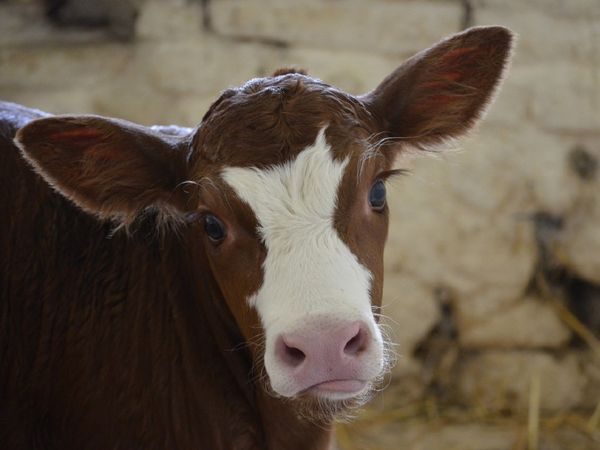 नि:संतान किसान दंपति ने बछड़े को लिया गोद, 'बेटे' के मुंडन में शामिल हुए 500 मेहमान