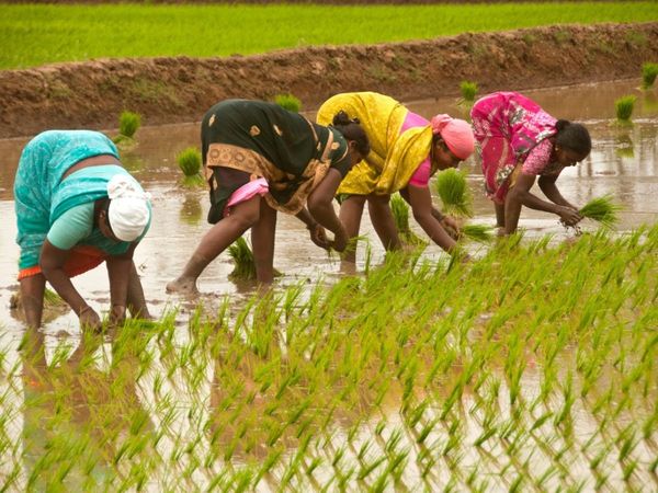 nitin gadkari, farmers, government, nagpur