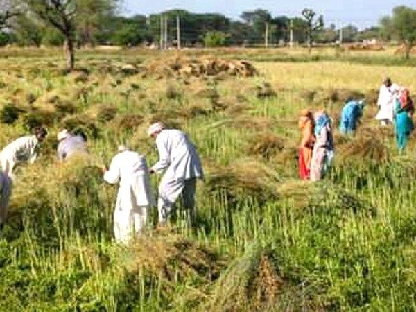 Harvesting in the Corona period