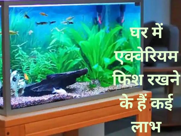 Vastu Tips for Fish Aquarium