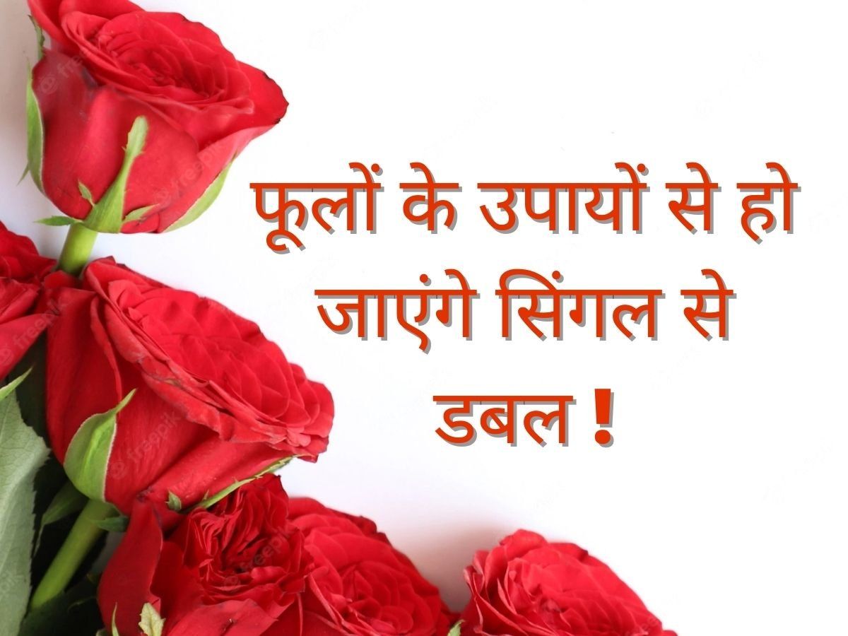 Astro: Love Vastu tips for bachelor unmarried people these flowers keep in  the bedroom get life partner soon - Love Vastu Tips: सिंगल लोग कमरे में  रखें ये फूल, जीवन में आएगा