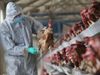 China reports first human case of bird flu strain H10N3 in world