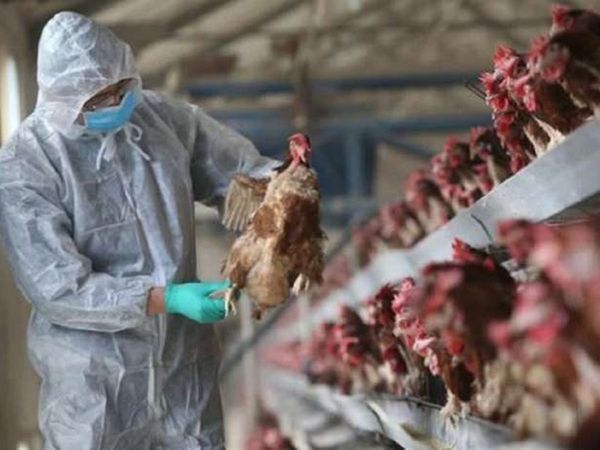 China reports first human case of bird flu strain H10N3 in world