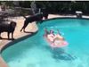 Woman Enjoy in swimming pool and suddenly dog jump on her body watch funny video