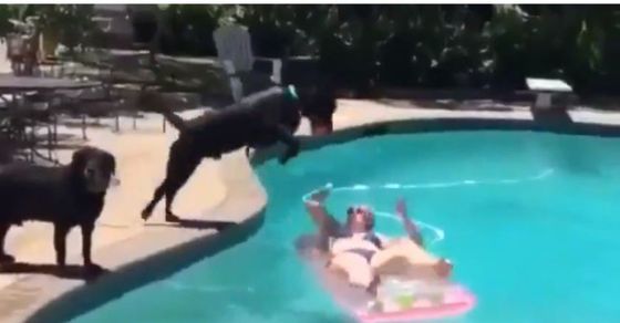 Video: Woman enjoying in swimming pool and suddenly dog ​​jump on her body watch funny video
