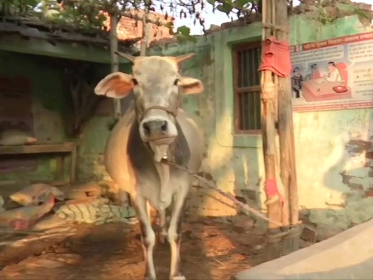 Bihar : ग्रामीण बिहार में स्वास्थ्य सुविधाओं की हालत खास्ता, स्वास्थ्य केंद्र में लोग बांध रहे मवेशी, Video