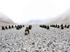 ITBP personnel perform Yoga at in Ladakh and Galwan Video