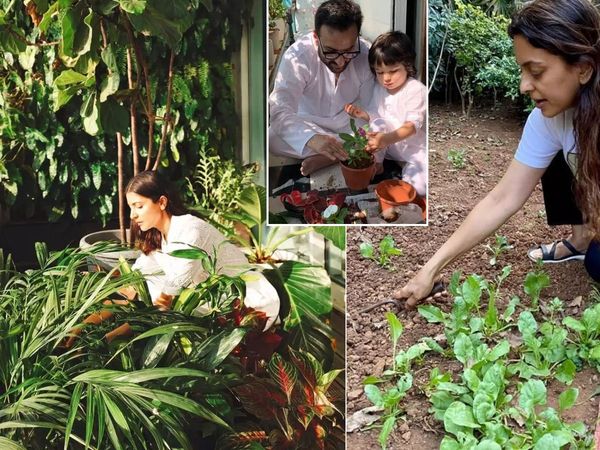 Bollywood Celebs Do Gardening dharmendra to Anushka sharma Juhi chawla