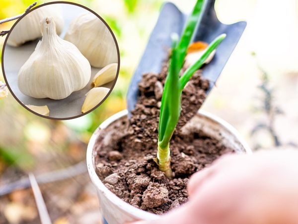 Grow garlic at home: अब किचन गार्डन में ऐसे उगाएं लहसुन, जानें बोने का तरीका और कैसे देना चाह‍िए पानी, How to Grow Garlic Plant at home, Kitchen garden tips, garlic in kitchen garden