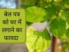 Benefits Of Planting Bel Patra At Home , bel leaves benefits, how to grow bel patra plant at home, bilva tree at home vastu in hindi, how to worship bilva tree, bael tree in astrology, health benefits of bel patra plant, बेलपत्र का पौधा घर में लगाने के फ
